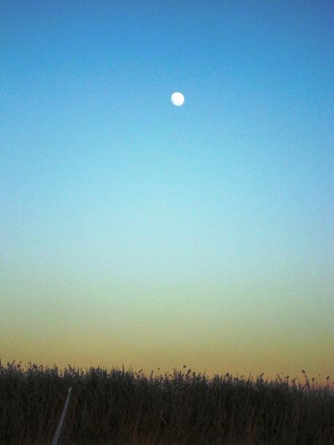 Doar ... NATURA - 3 - dsc09892.JPG